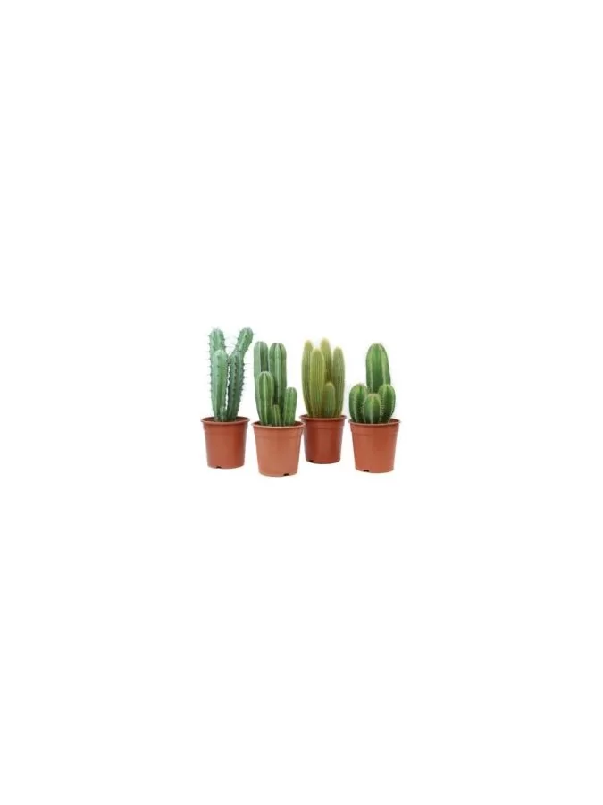 Cactus Canarias