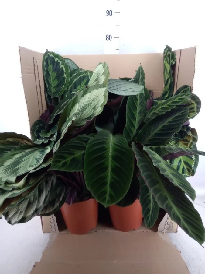 Calathea ...mix Calathea...